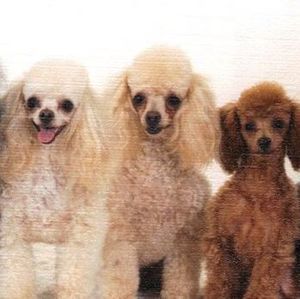 Meet your Posher, Tracy